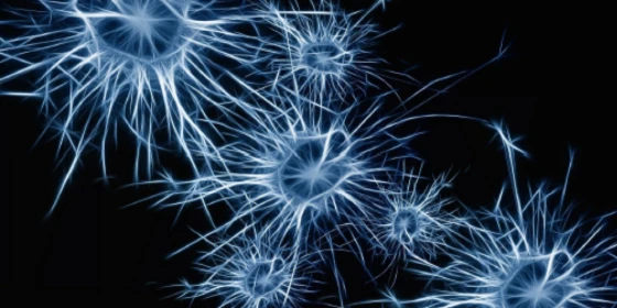 Il funzionamento del cervello. Dalle esperienze di pericolo, fino al Disturbo Post Traumatico.