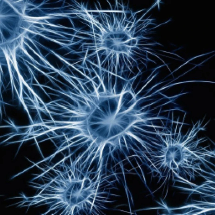 Il funzionamento del cervello. Dalle esperienze di pericolo, fino al Disturbo Post Traumatico.